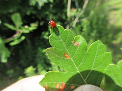 Homoeolabus analis
