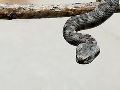Vipera latastei