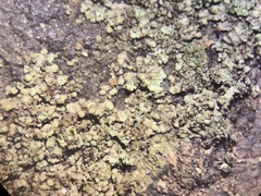 Lendemeriella reptans