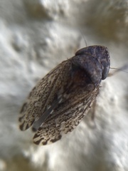 Anoscopus
