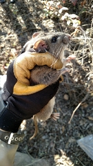 Big-Eared Woodrat photo 4