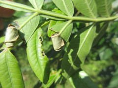 Synolabus nigripes