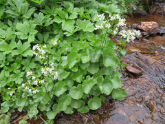 Cardamine asarifolia