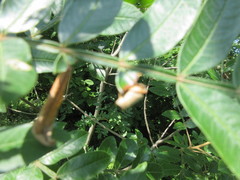 Synolabus nigripes