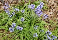 Hyacinthoides hispanica