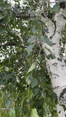 Betula pendula
