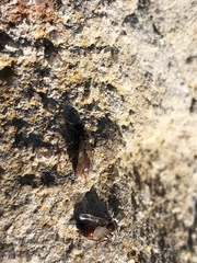 Pogonomyrmex rugosus