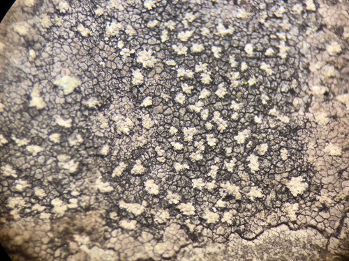 Genus Dirina · iNaturalist