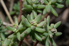 Sedum havardii