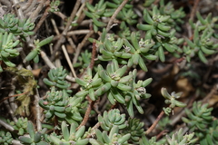 Sedum havardii