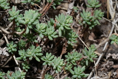 Sedum havardii