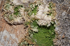 Selaginella pilifera