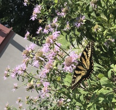 Papilio canadensis × glaucus