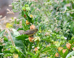 Sporophila nigricollis