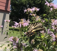 Papilio canadensis × glaucus