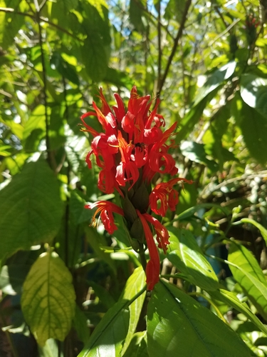 Image of Pachystachys coccinea by no rights reserved