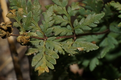 Myriopteris wrightii