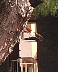 Colaptes melanochloros