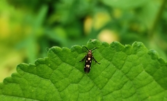 Eretmocera impactella