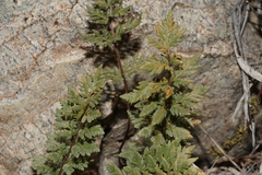 Myriopteris wrightii