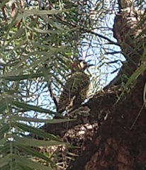 Colaptes melanochloros