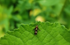 Eretmocera impactella