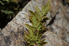 Myriopteris wrightii
