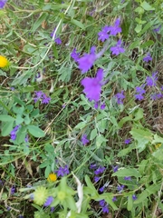 Delphinium consolida