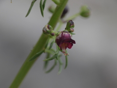 Scrophularia lucida
