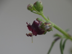 Scrophularia lucida