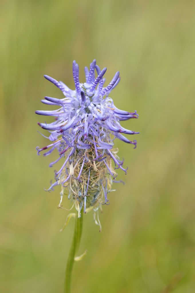 Phyteuma michelii
