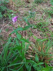 Penstemon tenuis