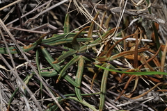 Pellaea ternifolia