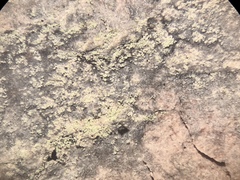 Lecanora nothocaesiella