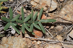 Pellaea ternifolia