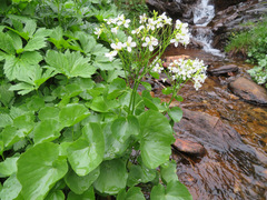 Cardamine asarifolia