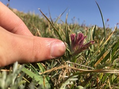 Castilleja pulchella