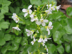 Cardamine asarifolia