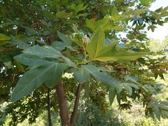 Platanus racemosa