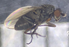 Leptocera