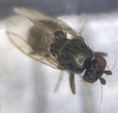 Leptocera