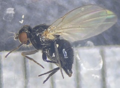 Agromyzinae