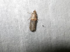 Trachonitis cristella