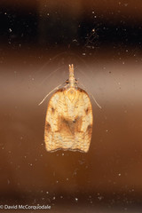 Sparganothis xanthoides