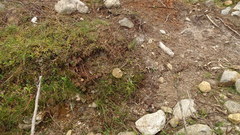 Xerocomus ferrugineus