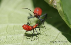 Phthiacnemia picta