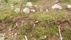 Xerocomus ferrugineus