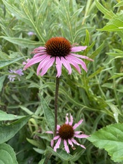 Echinacea purpurea