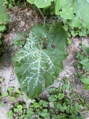 Phytomyza lappae
