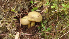 Xerocomus ferrugineus